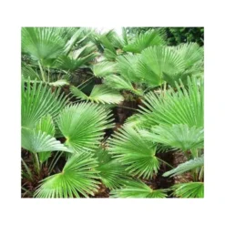 Trachycarpus Wagnerianus (palmier De Chusan, Palmier Moulin à Vent) Tronc De 60/70cm- Total 140/160cm -Promos Jardesia Magasin 6403956ee5e0d0.46657801