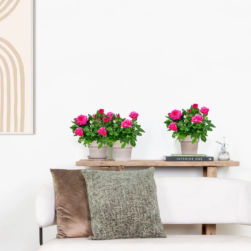 3x Pot Rose Rose - Rosa – Plante De Terrasse & D'intérieur – ⌀12cm – ↕20-30cm 4 3x Pot Rose Rose - Rosa – Plante De Terrasse & D'intérieur – ⌀12cm – ↕20-30cm – Image 4