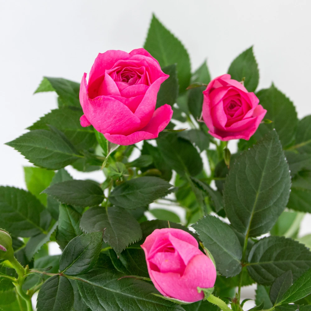3x Pot Rose Rose - Rosa – Plante De Terrasse & D'intérieur – ⌀12cm – ↕20-30cm 3 3x Pot Rose Rose - Rosa – Plante De Terrasse & D'intérieur – ⌀12cm – ↕20-30cm – Image 3