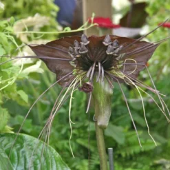 Kit De Culture - Fleur Chauve-souris - 10 Graines - Tacca Chantrieri -Promos Jardesia Magasin 64063aa2cd2625.34699731