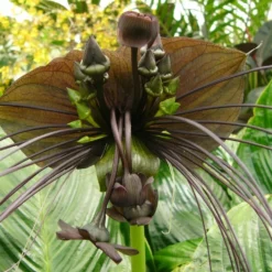 Kit De Culture - Fleur Chauve-souris - 10 Graines - Tacca Chantrieri -Promos Jardesia Magasin 64063aa2d6e330.86673549