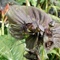 Kit De Culture - Fleur Chauve-souris - 10 Graines - Tacca Chantrieri -Promos Jardesia Magasin 64063aa2db9035.02599166