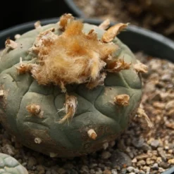 Kit De Culture - Peyotl - 20 Graines - Lophophora Williamsii -Promos Jardesia Magasin 64063bf0bf0996.39593410