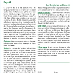 Kit De Culture - Peyotl - 20 Graines - Lophophora Williamsii -Promos Jardesia Magasin 64063bf0d8b810.14546433