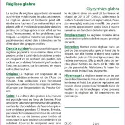 Kit De Culture - Réglisse Glabre - 30 Graines - Glycyrrhiza Glabra 9 Kit De Culture - Réglisse Glabre - 30 Graines - Glycyrrhiza Glabra -Promos Jardesia Magasin 64064109ee4422.78800573