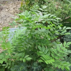 Kit De Culture - Réglisse Glabre - 30 Graines - Glycyrrhiza Glabra 12 Kit De Culture - Réglisse Glabre - 30 Graines - Glycyrrhiza Glabra -Promos Jardesia Magasin 6406410a16bf83.47783647