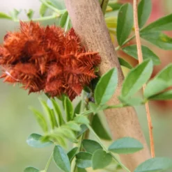 Kit De Culture - Réglisse Glabre - 30 Graines - Glycyrrhiza Glabra 13 Kit De Culture - Réglisse Glabre - 30 Graines - Glycyrrhiza Glabra -Promos Jardesia Magasin 6406410a209c89.30083394