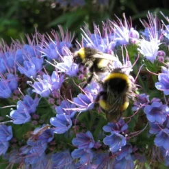 Kit De Culture - Vipérine De Madère - 100 Graines - Echium Fastuosa -Promos Jardesia Magasin 64064122857f33.93017870