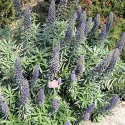 Kit De Culture - Vipérine De Madère - 100 Graines - Echium Fastuosa -Promos Jardesia Magasin 640641228ae338.50050916