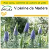 Kit De Culture - Vipérine De Madère - 100 Graines - Echium Fastuosa