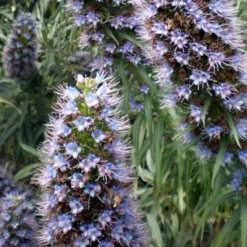 Kit De Culture - Vipérine De Madère - 100 Graines - Echium Fastuosa -Promos Jardesia Magasin 6406412294c961.08811767