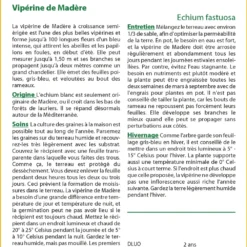 Kit De Culture - Vipérine De Madère - 100 Graines - Echium Fastuosa -Promos Jardesia Magasin 6406412299e721.92441233