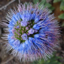 Kit De Culture - Vipérine De Madère - 100 Graines - Echium Fastuosa -Promos Jardesia Magasin 64064122aaf647.33991819