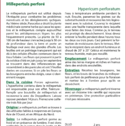 Kit De Culture - Millepertuis Perforé - 300 Graines - Hypericum Perforatum -Promos Jardesia Magasin 64064130cc2d21.50290776