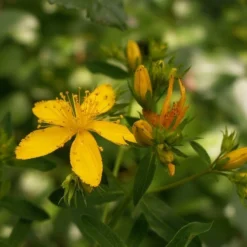 Kit De Culture - Millepertuis Perforé - 300 Graines - Hypericum Perforatum -Promos Jardesia Magasin 64064130d076c2.07984889