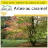 Kit De Culture - Arbre Au Caramel - 200 Graines - Cercidiphyllum Japonicum
