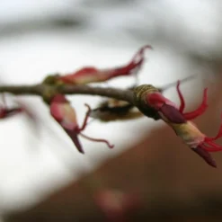 Kit De Culture - Arbre Au Caramel - 200 Graines - Cercidiphyllum Japonicum -Promos Jardesia Magasin 64064132b43652.18516611