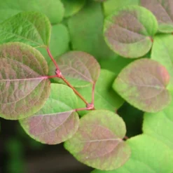 Kit De Culture - Arbre Au Caramel - 200 Graines - Cercidiphyllum Japonicum -Promos Jardesia Magasin 64064132b8b5b0.99715833