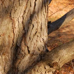 Kit De Culture - Arbre Au Caramel - 200 Graines - Cercidiphyllum Japonicum -Promos Jardesia Magasin 64064132bf1940.87270238