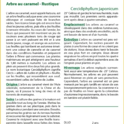 Kit De Culture - Arbre Au Caramel - 200 Graines - Cercidiphyllum Japonicum -Promos Jardesia Magasin 64064132c9d4c4.04855019