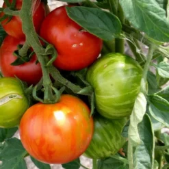 Kit De Culture - Tomate Tigerella - 10 Graines - Lycopersicon Esculentum -Promos Jardesia Magasin 64064139c32640.41792256