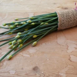 Kit De Culture - Bio - Ciboulette De Chine - 100 Graines - Allium Tuberosum 10 Kit De Culture - Bio - Ciboulette De Chine - 100 Graines - Allium Tuberosum -Promos Jardesia Magasin 6406414b03b642.32519307