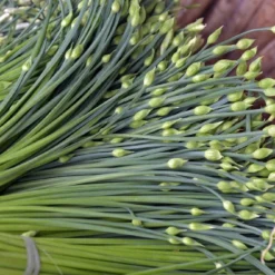 Kit De Culture - Bio - Ciboulette De Chine - 100 Graines - Allium Tuberosum 13 Kit De Culture - Bio - Ciboulette De Chine - 100 Graines - Allium Tuberosum -Promos Jardesia Magasin 6406414b167639.94224056