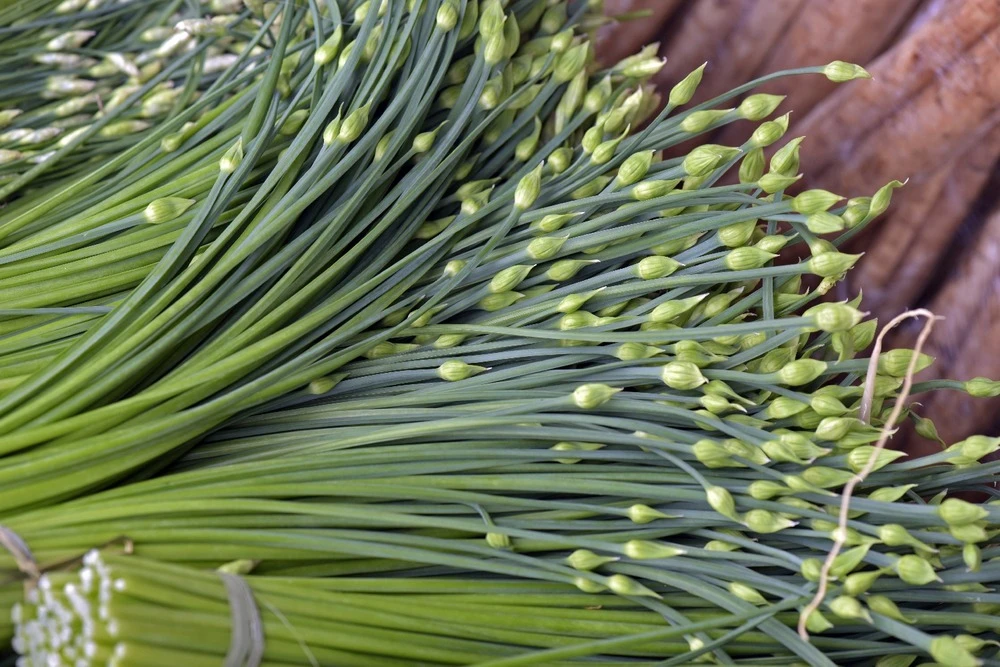 Kit De Culture - Bio - Ciboulette De Chine - 100 Graines - Allium Tuberosum 7 Kit De Culture - Bio - Ciboulette De Chine - 100 Graines - Allium Tuberosum – Image 7