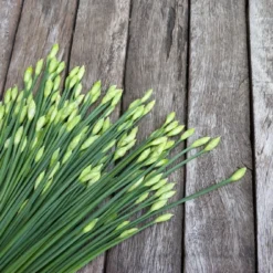 Kit De Culture - Bio - Ciboulette De Chine - 100 Graines - Allium Tuberosum 11 Kit De Culture - Bio - Ciboulette De Chine - 100 Graines - Allium Tuberosum -Promos Jardesia Magasin 6406414b1c88b9.10656112