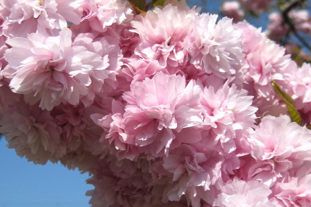 Kit De Culture - Cerisier Du Japon - 30 Graines - Prunus Serrulata 6 Kit De Culture - Cerisier Du Japon - 30 Graines - Prunus Serrulata – Image 6