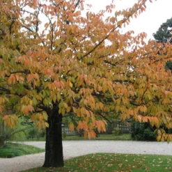 Kit De Culture - Cerisier Du Japon - 30 Graines - Prunus Serrulata 13 Kit De Culture - Cerisier Du Japon - 30 Graines - Prunus Serrulata -Promos Jardesia Magasin 640641575b4f81.13640687