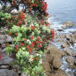 Kit De Culture - L'arbre De Noël De Nouvelle-zélande - 300 Graines - Metrosideros Excelsa -Promos Jardesia Magasin 6406415d283a93.44057268