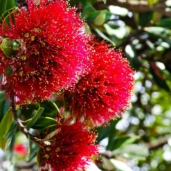 Kit De Culture - L'arbre De Noël De Nouvelle-zélande - 300 Graines - Metrosideros Excelsa -Promos Jardesia Magasin 6406415d2f2ef5.38349435