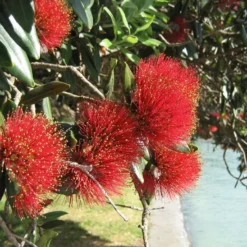 Kit De Culture - L'arbre De Noël De Nouvelle-zélande - 300 Graines - Metrosideros Excelsa -Promos Jardesia Magasin 6406415d3520e7.73193790