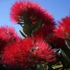 Kit De Culture - L'arbre De Noël De Nouvelle-zélande - 300 Graines - Metrosideros Excelsa -Promos Jardesia Magasin 6406415d3f3842.61166487