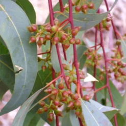 Kit De Culture - Gommier Des Rivières - 200 Graines - Eucalyptus Camaldulensis 11 Kit De Culture - Gommier Des Rivières - 200 Graines - Eucalyptus Camaldulensis -Promos Jardesia Magasin 640641614f3132.05974741