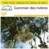 Kit De Culture - Gommier Des Rivières - 200 Graines - Eucalyptus Camaldulensis