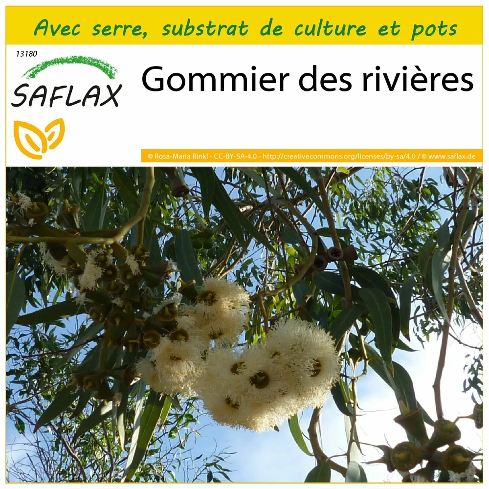 Kit De Culture - Gommier Des Rivières - 200 Graines - Eucalyptus Camaldulensis 1 Kit De Culture - Gommier Des Rivières - 200 Graines - Eucalyptus Camaldulensis