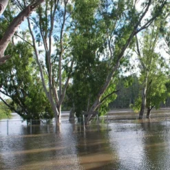 Kit De Culture - Gommier Des Rivières - 200 Graines - Eucalyptus Camaldulensis 13 Kit De Culture - Gommier Des Rivières - 200 Graines - Eucalyptus Camaldulensis -Promos Jardesia Magasin 64064161619477.71494550