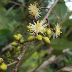 Kit De Culture - Gommier Des Rivières - 200 Graines - Eucalyptus Camaldulensis 10 Kit De Culture - Gommier Des Rivières - 200 Graines - Eucalyptus Camaldulensis -Promos Jardesia Magasin 640641616b73c7.64330813