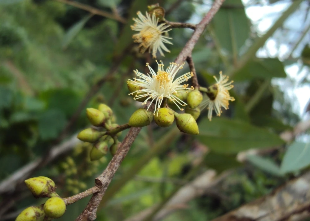 Kit De Culture - Gommier Des Rivières - 200 Graines - Eucalyptus Camaldulensis 4 Kit De Culture - Gommier Des Rivières - 200 Graines - Eucalyptus Camaldulensis – Image 4