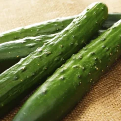 Kit De Culture - Bio - Concombre - Marketmore - 20 Graines - Cucumis Sativus 12 Kit De Culture - Bio - Concombre - Marketmore - 20 Graines - Cucumis Sativus -Promos Jardesia Magasin 6406416948fd83.53412798