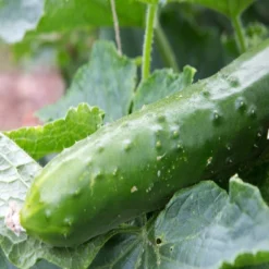 Kit De Culture - Bio - Concombre - Marketmore - 20 Graines - Cucumis Sativus 13 Kit De Culture - Bio - Concombre - Marketmore - 20 Graines - Cucumis Sativus -Promos Jardesia Magasin 64064169648772.30261151