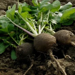 Kit De Culture - Bio - Radis - Noir - 100 Graines - Raphanus Sativus 12 Kit De Culture - Bio - Radis - Noir - 100 Graines - Raphanus Sativus -Promos Jardesia Magasin 64064173ee0006.07833829