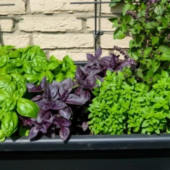 Kit De Culture - Bio - Basilic - Pourpre - 400 Graines - Ocimum Basilicum 13 Kit De Culture - Bio - Basilic - Pourpre - 400 Graines - Ocimum Basilicum -Promos Jardesia Magasin 64064177a2a743.82127774