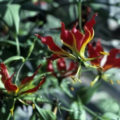 Kit De Culture - Lis De Malabar - 15 Graines - Gloriosa Rothschildiana -Promos Jardesia Magasin 64064179340333.58024990