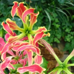 Kit De Culture - Lis De Malabar - 15 Graines - Gloriosa Rothschildiana -Promos Jardesia Magasin 640641793eacd3.10311548