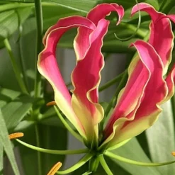 Kit De Culture - Lis De Malabar - 15 Graines - Gloriosa Rothschildiana -Promos Jardesia Magasin 64064179487d00.83917565