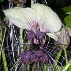 Kit De Culture - Plante Chauve-souris Blanche - 10 Graines - Tacca Integrifolia -Promos Jardesia Magasin 6406417d5508f9.96415960