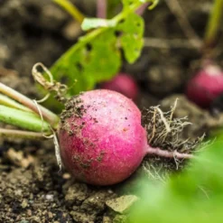 Kit De Culture - Bio - Radis - Cherry Bell - 100 Graines - Raphanus Sativus -Promos Jardesia Magasin 640641a6420921.87770760